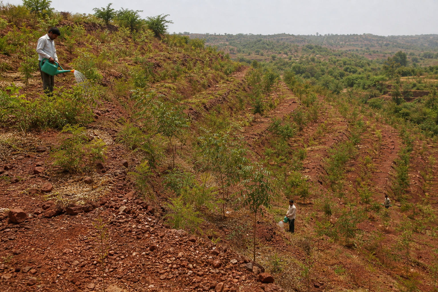 Land Restoration & Climate Baseline